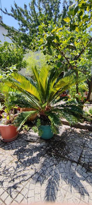 Palmeiras Cycas Revoluta l Palms