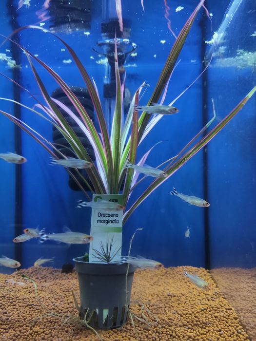 Plantas aquário apartir de 2,50€