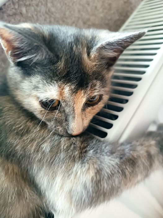 Подарую кішечку, дуже гарна і умна:)