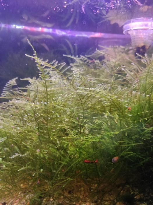 Musgo de Java (Christmas Moss)