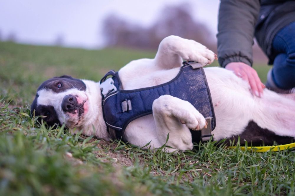 Zara szuka domku Schronisko Nadzieja Napierki