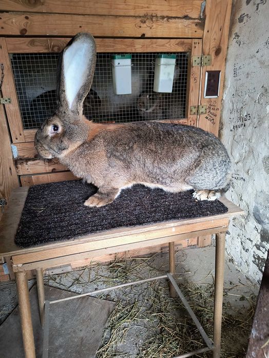 Olbrzym belgijski samica