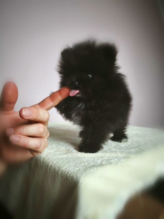 Szpic miniaturowy pomeranian