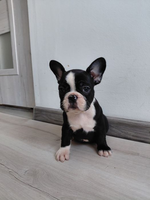 Buldog francuski - suczka
