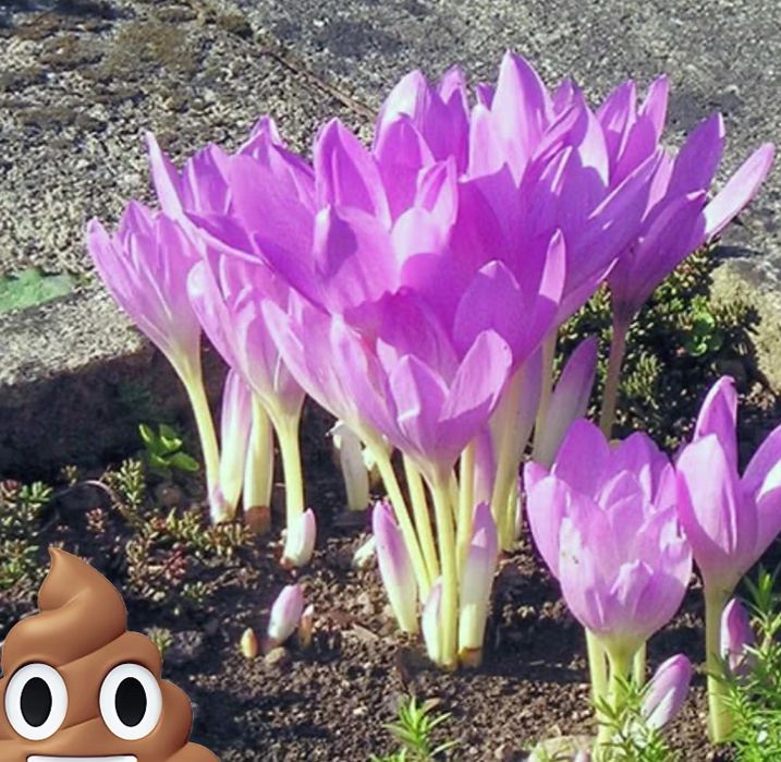 Безвременник або кохікум