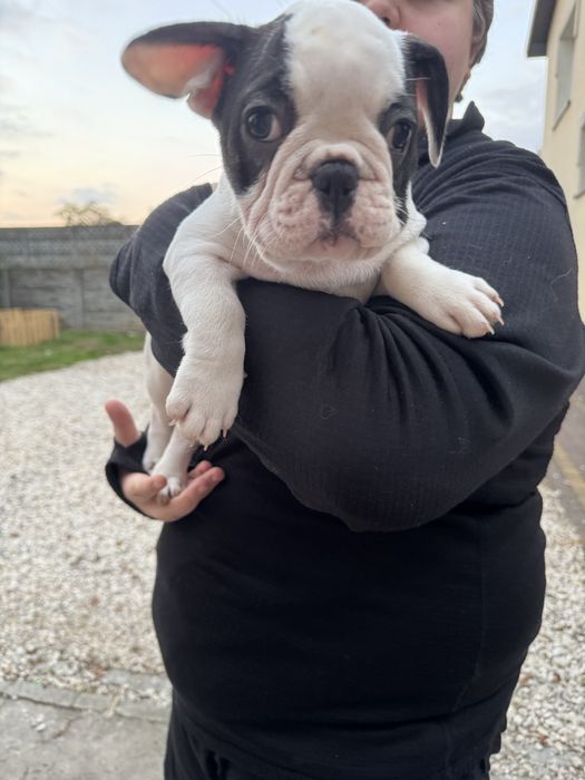 Suczka buldog francuski