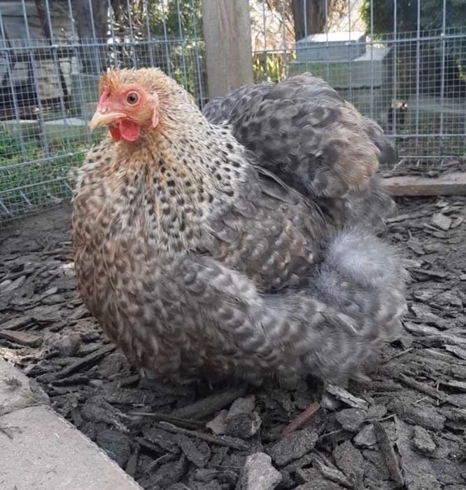 Kury Karzełek kochin