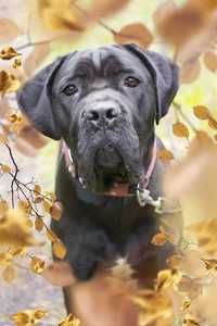 Zara sunia cane corso do adopcji.