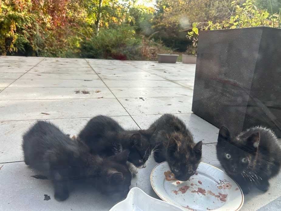 Kociaki za darmo, 4 maluszki do wydania przed zimą - szukają ciepła:)