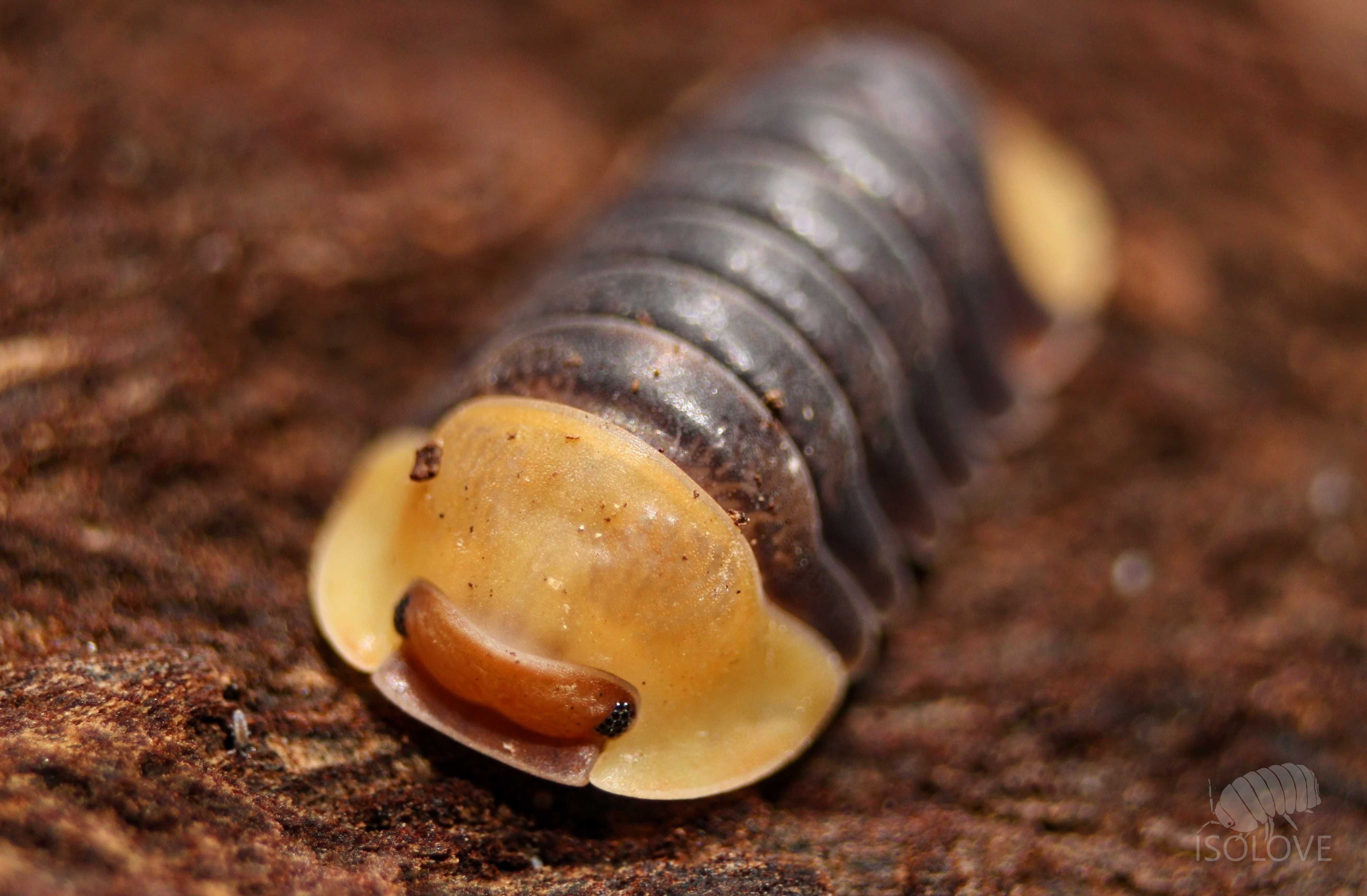 Cubaris sp. "rubber ducky", kaczuszki, kulanki, isopod, równonogi