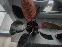 Philidendron Pink Birkin