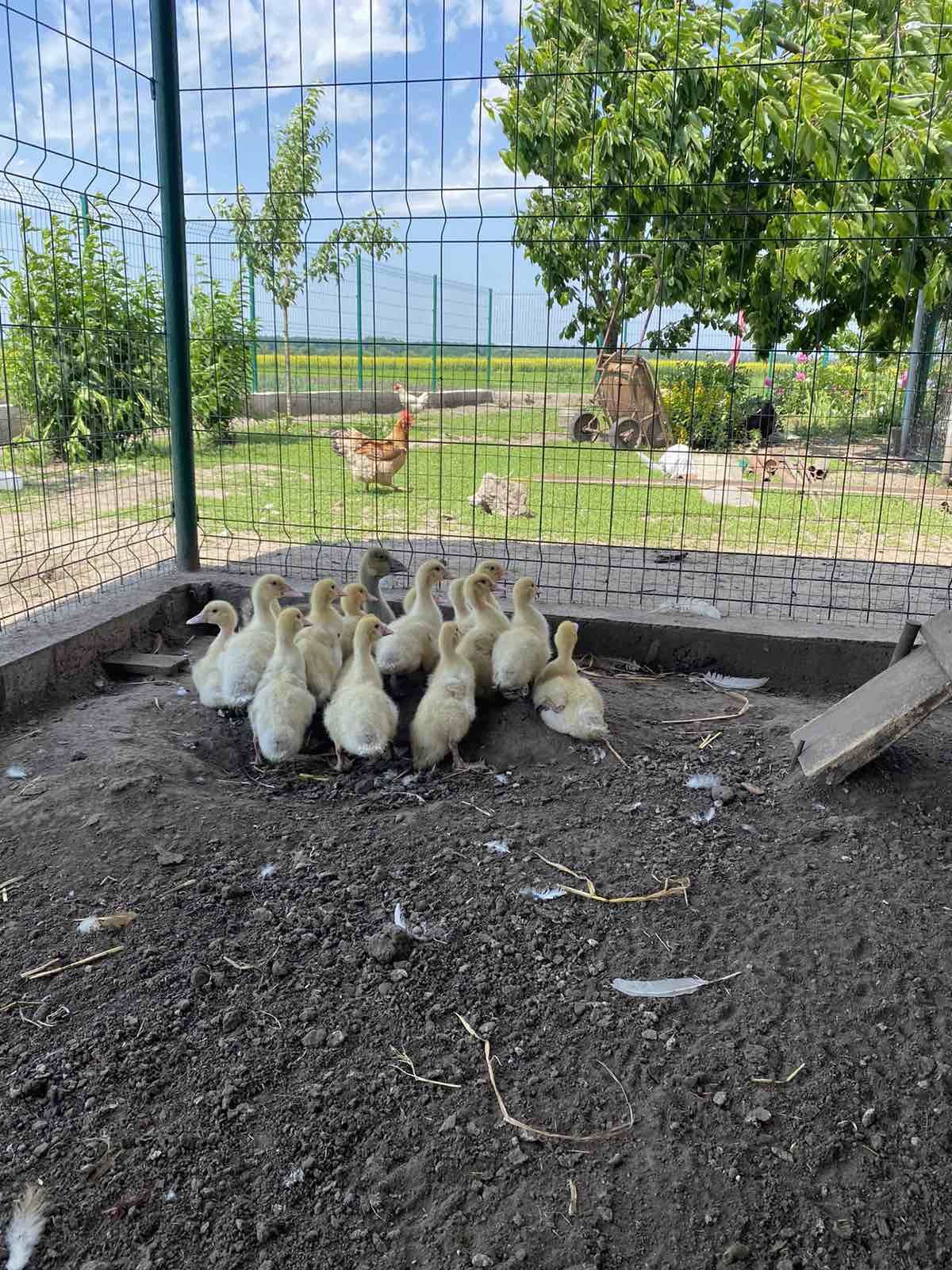 Продам індо качки білого кольору