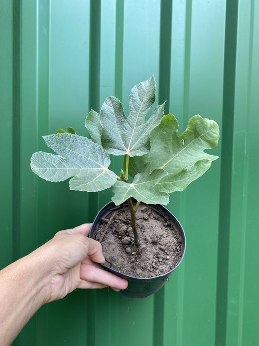 Саджанці інжиру Кримський чорний