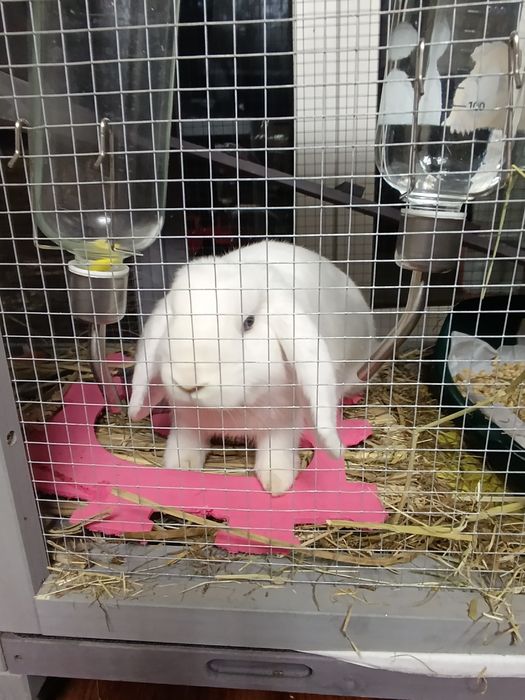 Coelho Mini lop + casa PawHut