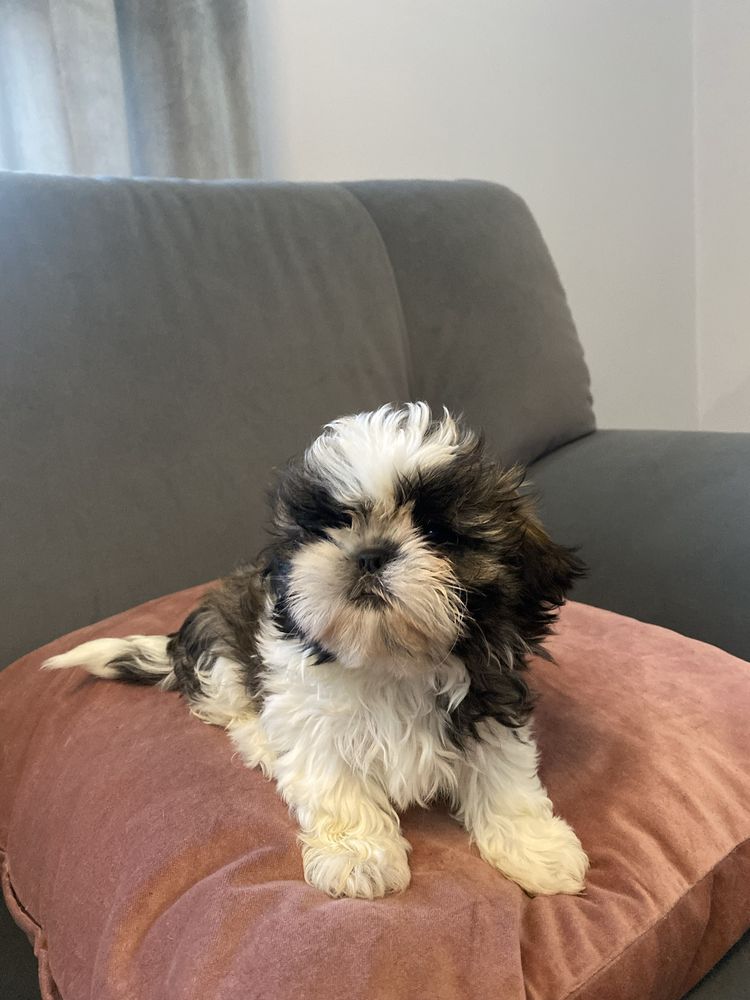 Śliczna Suczka shih tzu