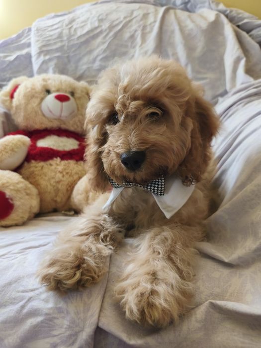 Cockapoo ostatnia suczka z lokami