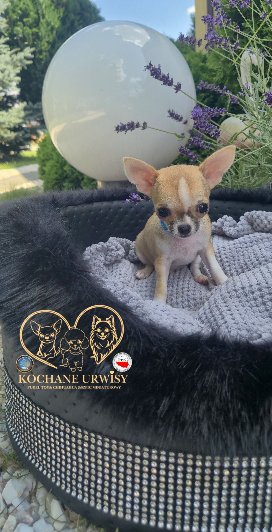 MINI XXS przecudowny chłopczyk chihuahua krótkowłosy miniaturka