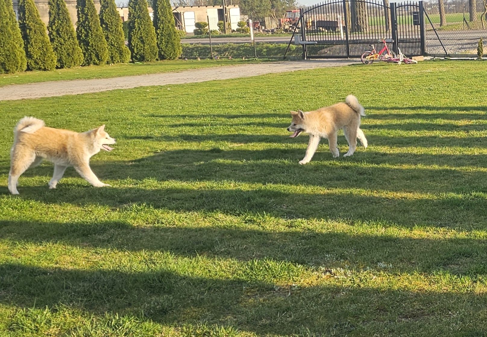 Akita Inu Czerwona