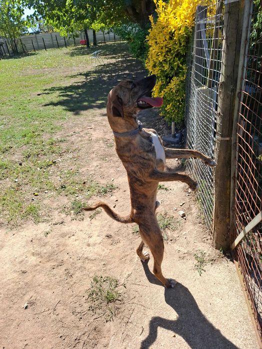 Cães  machos para adoção.Zona Matosinhos/Porto