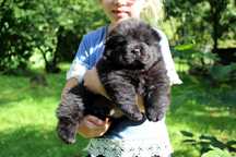 Chow-chow po Championach z rodowodem ZKwP FCI