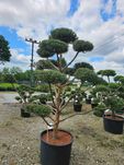 Bonsai sosna pospolita i czarna