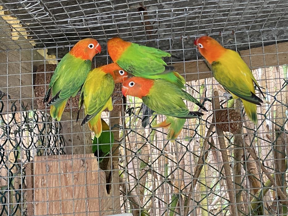 Agapornis fisheri opalinos