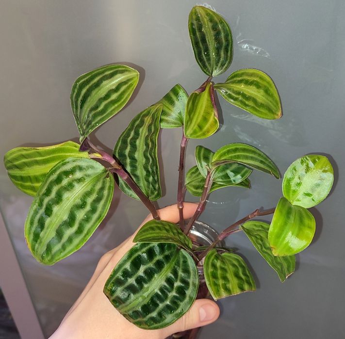 Geogenanthus peoppigii pięknie wybarwione falowane liście terrarium