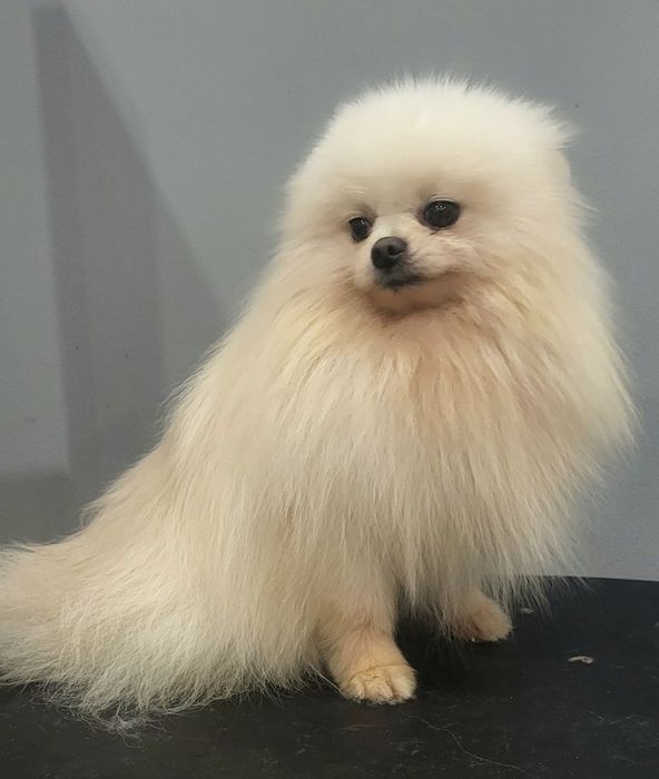 Вязка Померанский шпиц , тип мишка