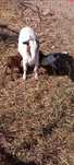 Cabras anãs minis 2.5 a 3 meses