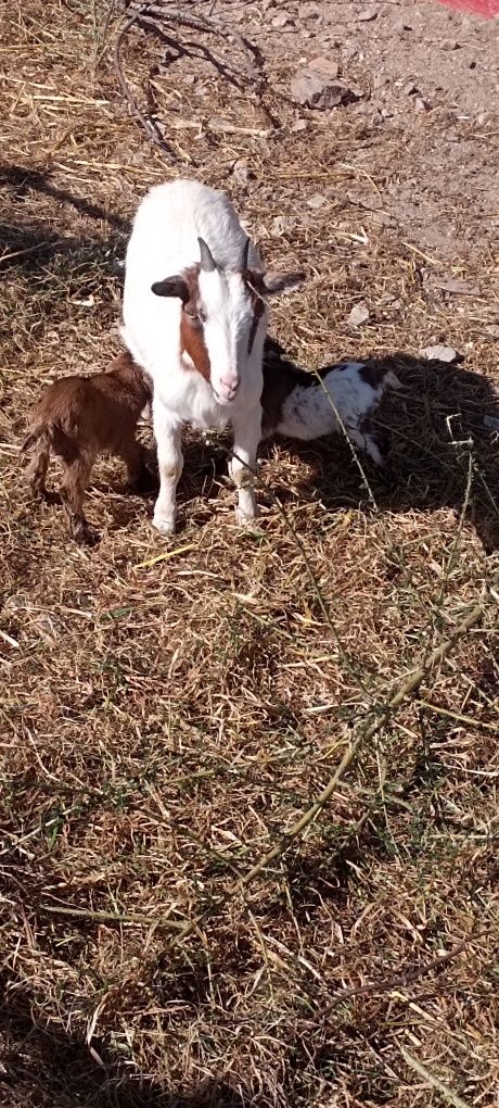 Cabras anãs minis 2.5 a 3 meses