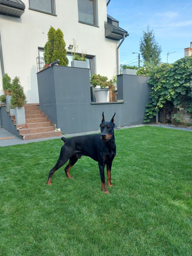Dobermany szczeniaki z rodowodami-gotowe do odbioru
