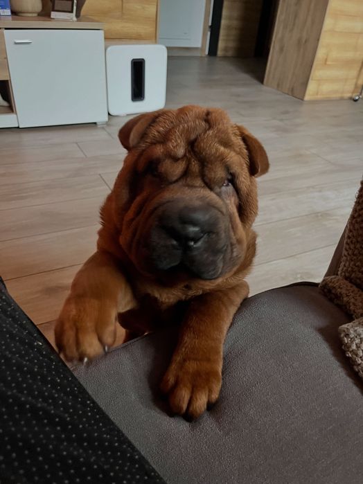 Shar Pei Rodowodowe