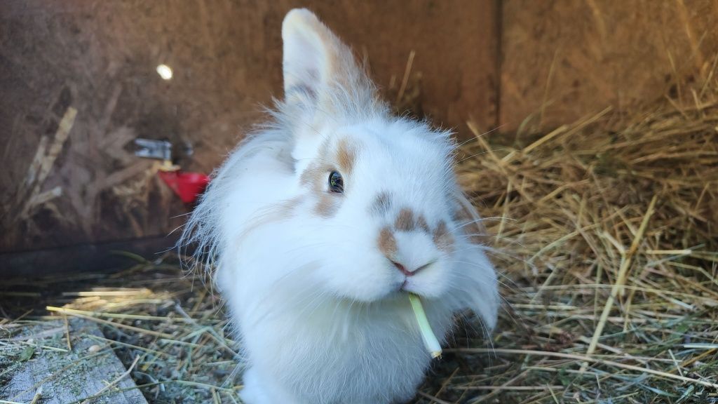 Urocza Biała Samiczka Królika Rasy Lionhead (Lew Angorski)
