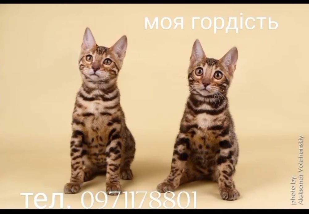 Мрія характер дикої кішки та ніжністю справжнього друга?,