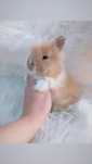 Karzełek Teddy mini lop mini rex lewek króliki miniaturki królik