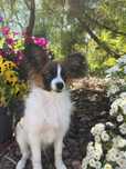Spaniel Kontynentalny Miniaturowy Papillon