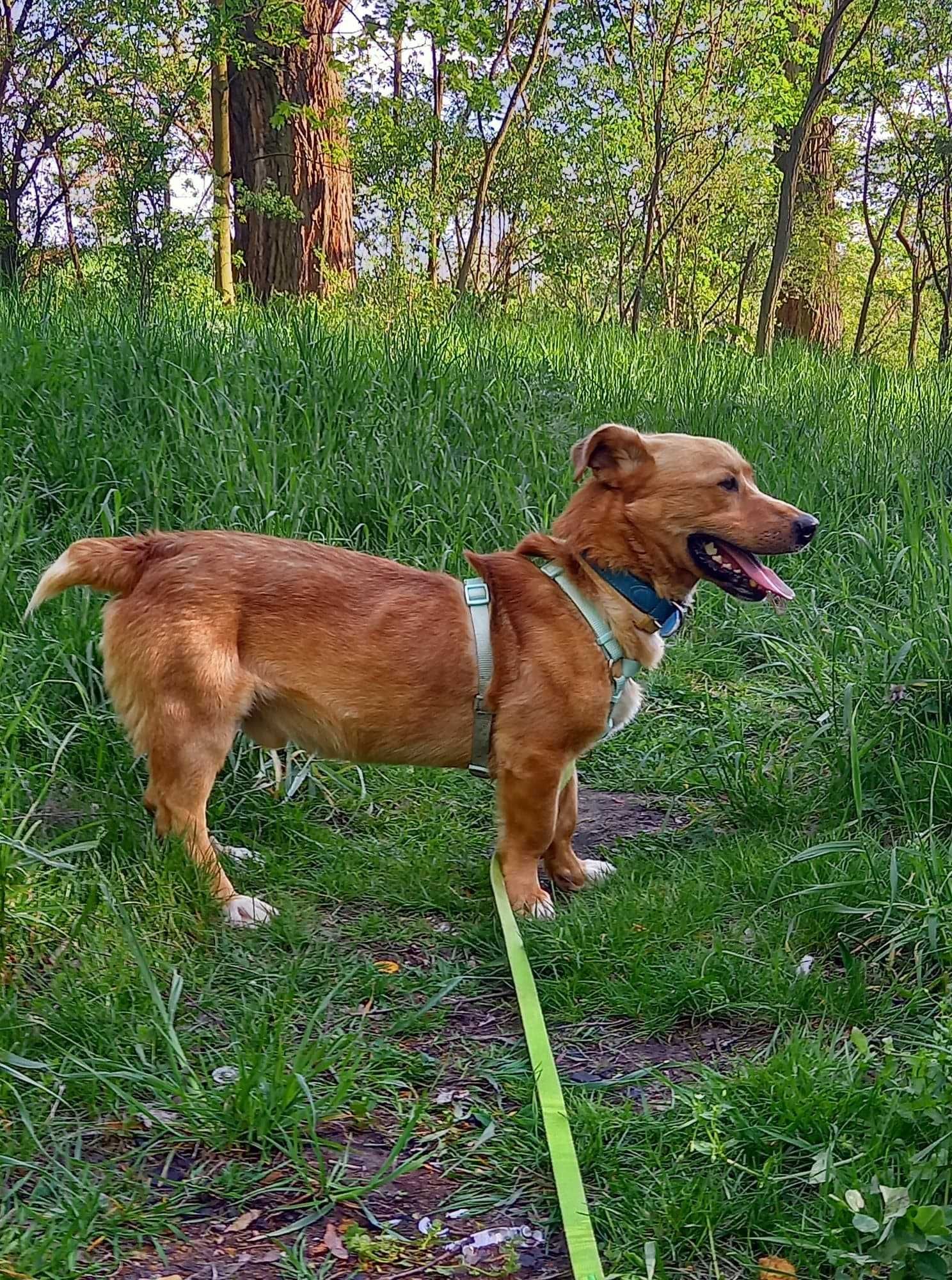 Doggi- średniej wielkości, piękny pies szuka domu