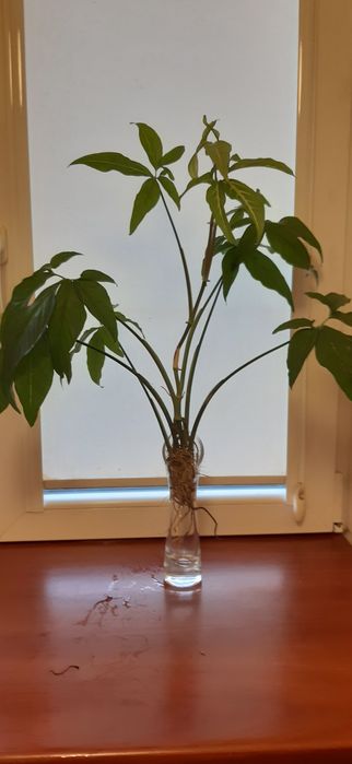 Duze szczepki ukorzenione Syngonium gotowe  do posadzenia 20z.