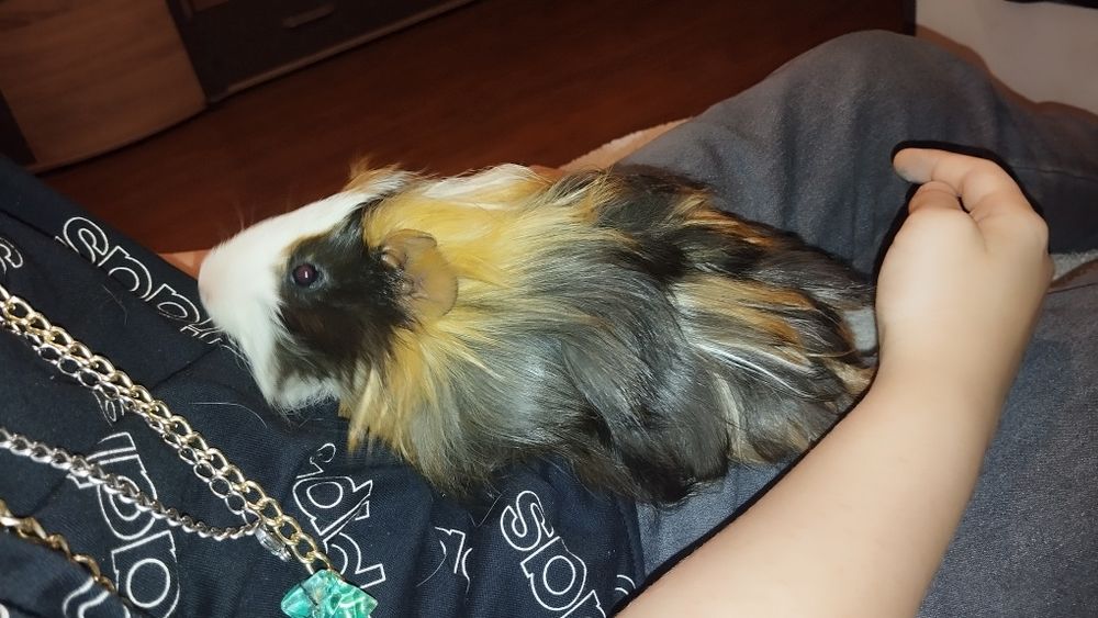 Świnka morska rozetka samiec