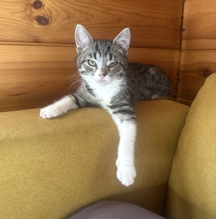 Kosmo. Najsłodszy przyjaciel na dobrze i na złe.