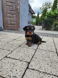 York terrier sprzedam