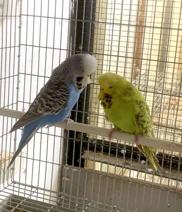 Casal piriquito ingles