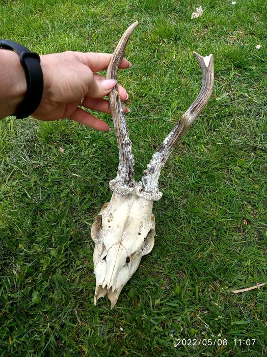 rogi różki czaszka