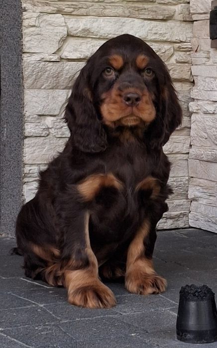 Cocker spaniel szczeniak