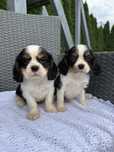 Cavalier King Charles Spaniel