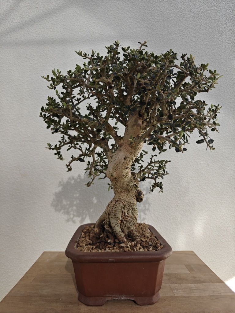 Bonsai de Oliveira 

- Espécie: Olea europaea 'sylvestris'
- Tamanho: