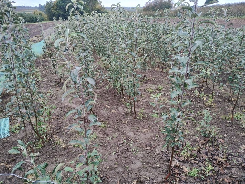 Jabłoń "najdared" podkłada m7