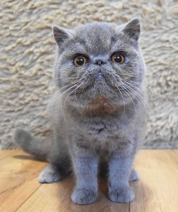 Kocurek egzotyczny krótkowłosy