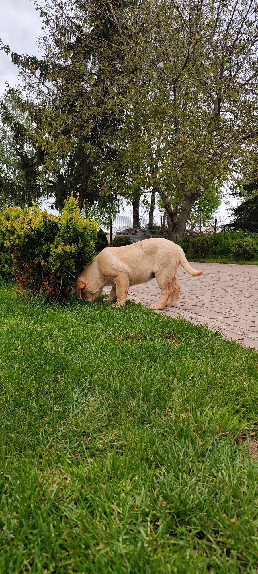 Urocze Szczenięta Labrador Retriever z Rodowodem SWKiPR