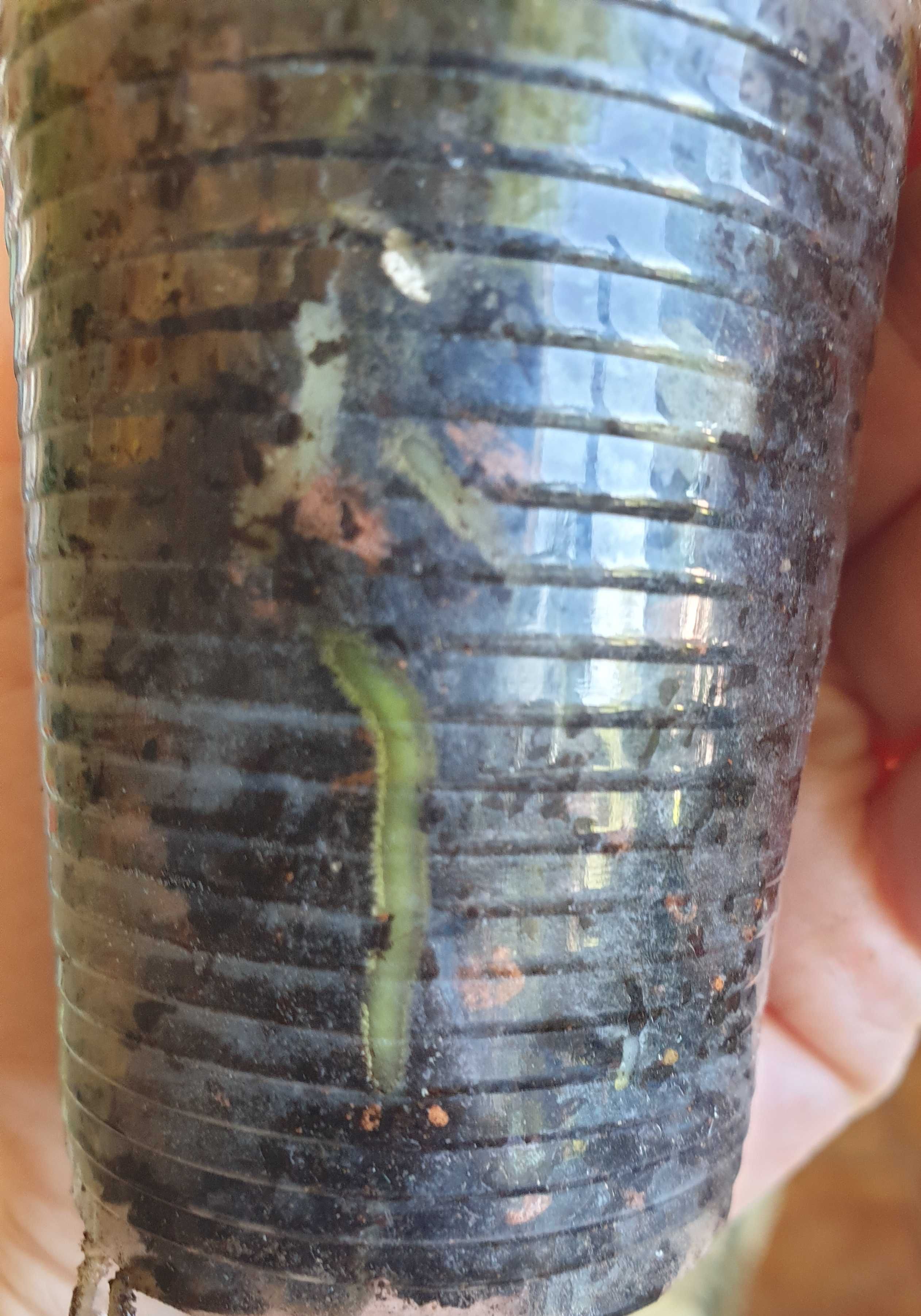 Anthurium Bakeri